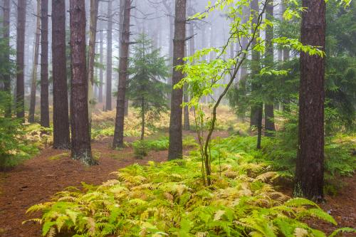 Pines and ferns in the fog, WV Highlands USA