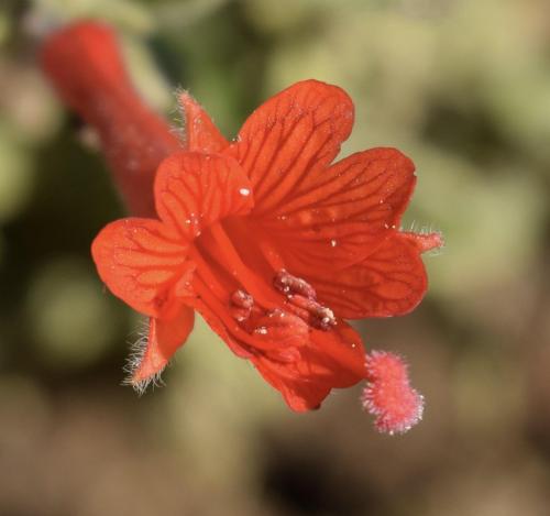 Epilobium canum