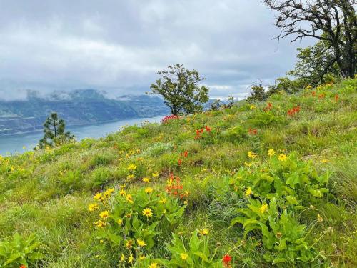 Wildflowers near McCall Point, Oregon