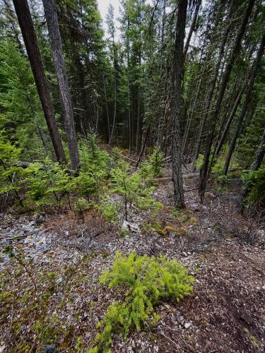 Beautiful Bushes, Fort st. James BC