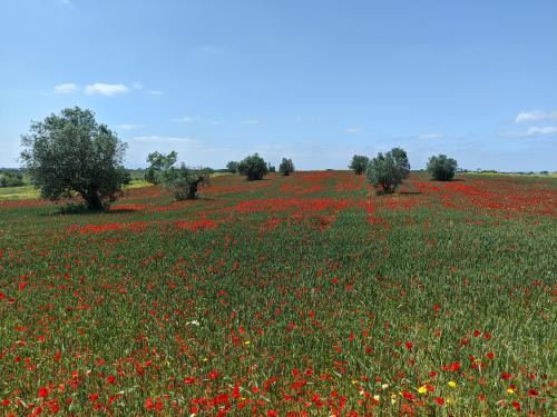 Poppy field near Santarém, Portugal