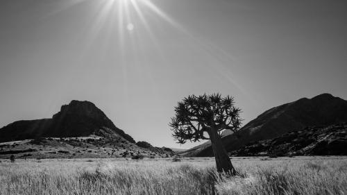 Northern Cape Field