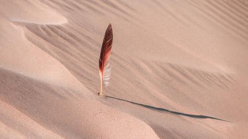 Desert Feather