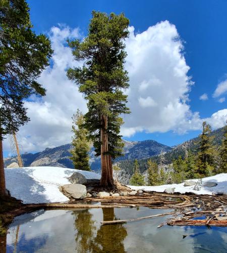 The vivid world, Sequoia National Park, CA, USA