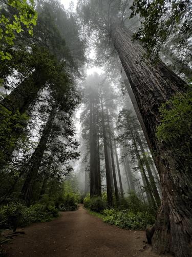 Lady Bird Johnson Grove Trail. Redwood National Park - Orick, California, USA