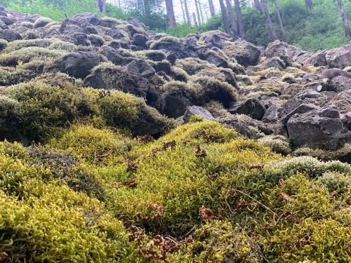 Mossy rocks near Portland, OR