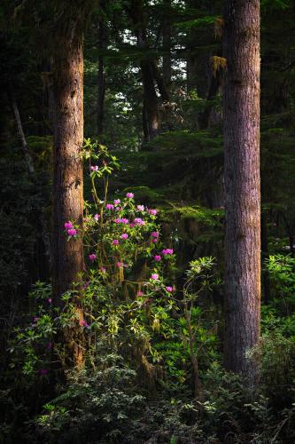 Spring is right around the corner! Here's a beautiful rhododendron bush blooming in California's Coastal Redwoods.