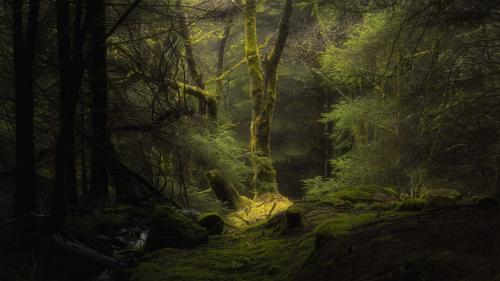 Along The Forest Path