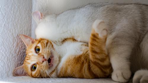 Cats