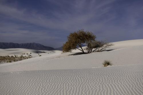 Lone Tree at White Sands National Park, New Mexico [oc]