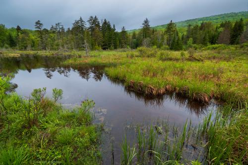 Beaver pond in a bog, West Virginia Highlands. Lots of spring peepers singing here this eve