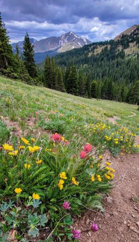 wildflowers at Watrous Gulch Trail , CO