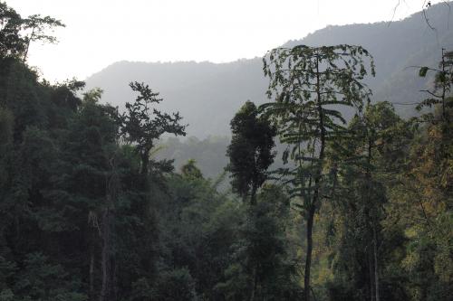 Khao Sok rainforest, Surat Thani, Thailand