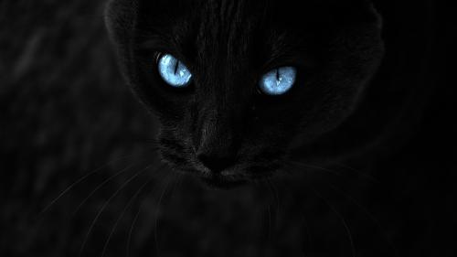 black cat for desktop, blue eyes, close-up, muzzle, cats