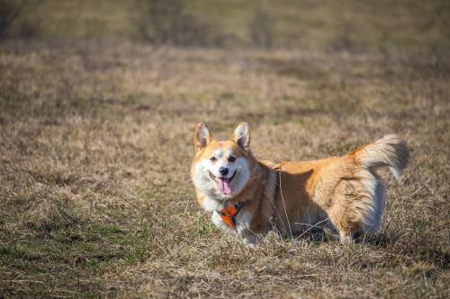 Dog scenery