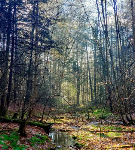 Since we're showing off awesome pictures of our backyards, here's mine! Vermont, USA