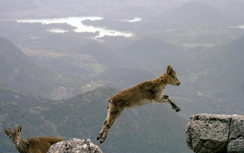 Mountain goat jumping