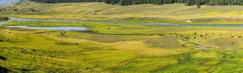 Hayden Valley, Yellowstone National Park