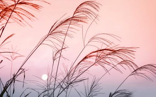 Caught in the wind.