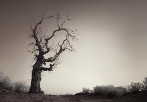 poplar, taklamakan desert