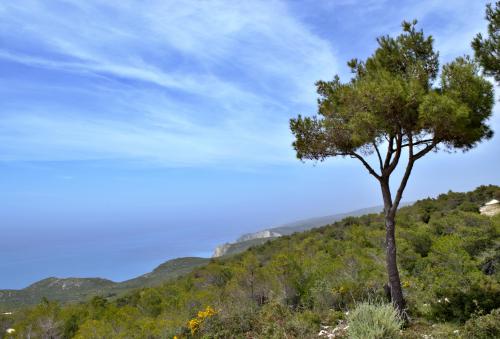 A tree facing the Ionian Sea in in Zakynthos, Greece