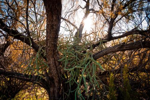 Cacti hanging out in Scottsdale, AZ 🌵