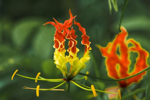 Fire Lily Flower