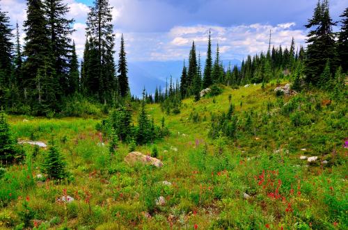 Meadows in the Sky, Mt. Revelstoke National Park, B.C.