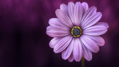 Purple Daisybush Flower