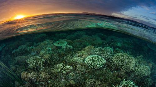 Half underwater and half on the water awesome pic