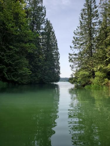 Verdant inlet at Hagg Lake, Oregon