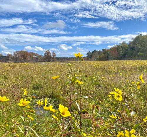 Fall in Northern Florida could be spring most other places