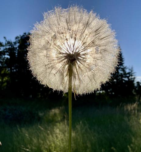 Enormous Pacific Northwest mountain dandelion