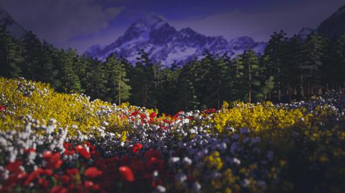 Wildflowers