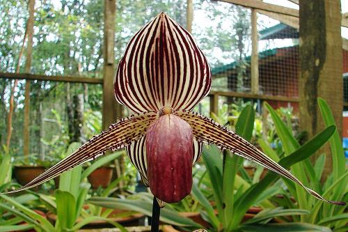 Paphiopedilum rothschildianum, Commonly known as Rothschild's slipper orchid.