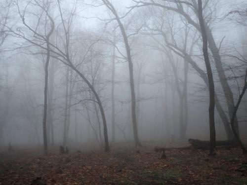 Shenandoah Woods in Winter Fog