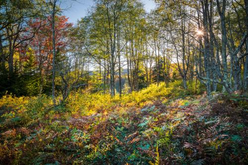 Autumn forest scene, WV highlands USA