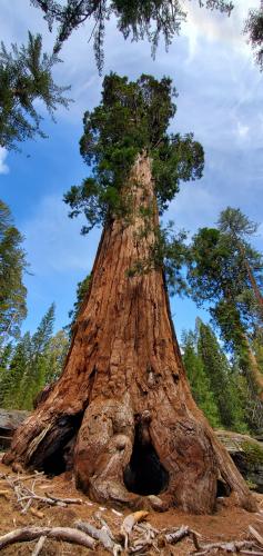 The General Grant Tree, Grant Grove, Kings Canyon National Park, CA, USA