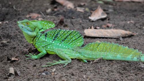 Green Basilisk Costa Rica Alajuela Desktop Wallpaper