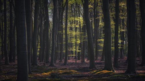 Deep forest