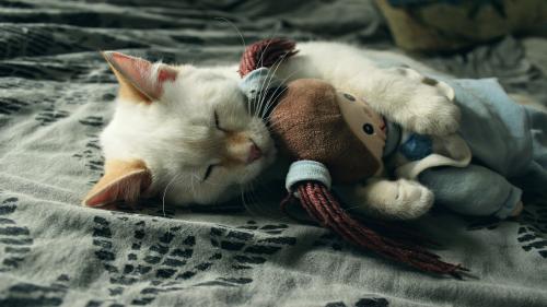 There is HAPPINESS When My kitten hugging a toy doll