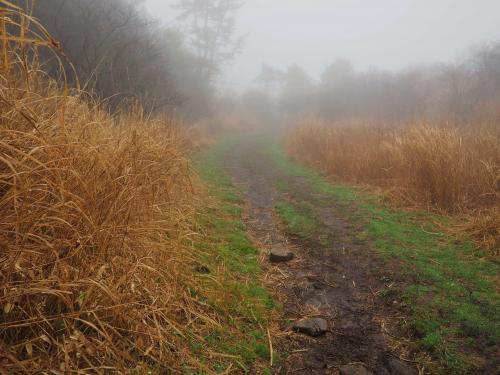 A foggy trail in Kuju National Park, Japan