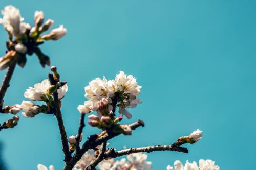 Spring time cherry blossoms in Connecticut