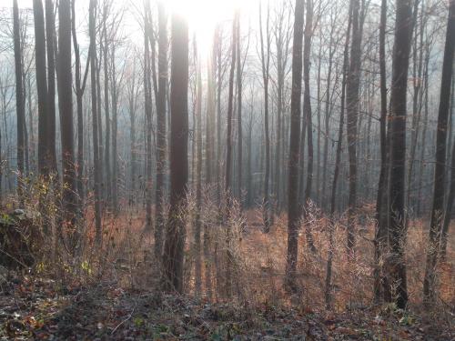 Northern Hessen in January.