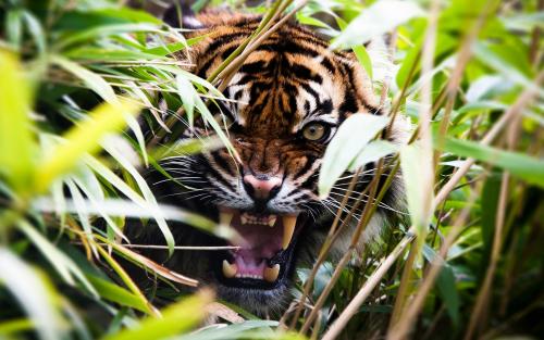 Tiger through the brush