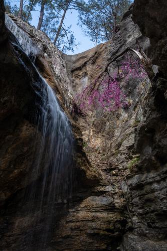 Life is persistent. The Redbud next to this waterfall is doing its best. East Funnel Falls, Arkansas.