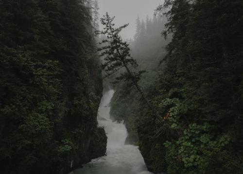 Creek and forest near Valdez Alaska