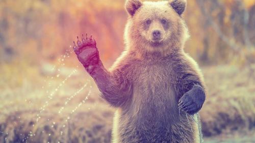 Bear Waving