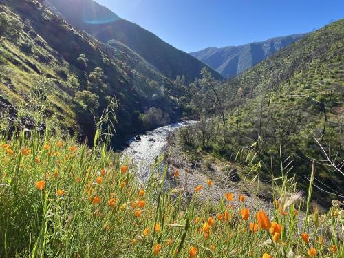 Poppies along the south fork Merced River, Yosemite, CA