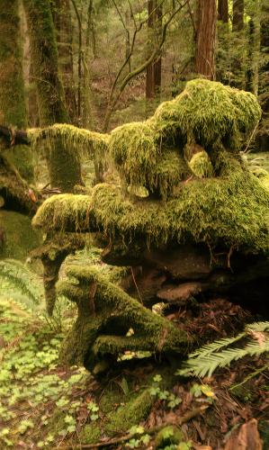 Northern California Redwoods 1952X3264